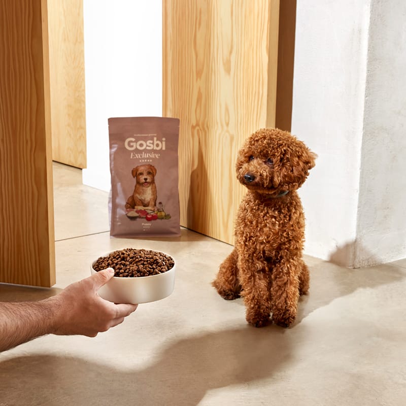 Exclusive Dog Puppy Mini Chicken